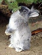 Osterhase.jpg