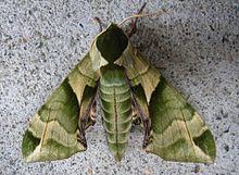 Callambulyx tatarinovii.JPG