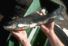 Chasmistes brevirostris.png