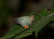 Close wing position of Choaspes furcata Evans, 1932 – Hooked Awlking.jpg