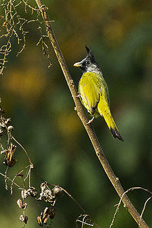 Crested Finchbill - Thailand S4E0323 (16864496080).jpg