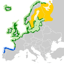 Larus argentatus map.svg