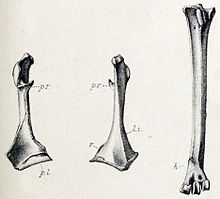 Nycticorax mauritianus.jpg