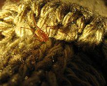 Scytodes male spitting spider South Africa 9502s.jpg