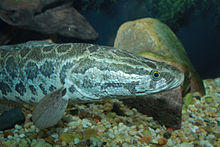 Snakehead - Channa argus 2.jpg