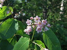 SpreadingDogbane.JPG
