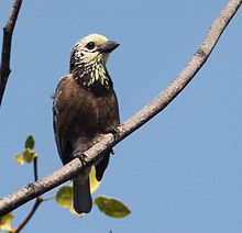 Stactolaema anchietae, Kuito, Birding Weto, a.jpg