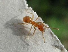 Lasius.flavus.jpg