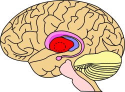 Lentiform nucleus.svg
