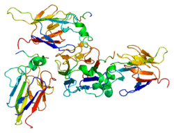 Protein CHEK2 PDB 1gxc.png
