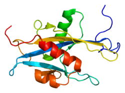 Protein MUTYH PDB 1x51.png