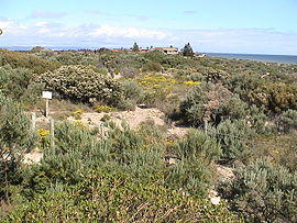Tennyson Dunes.JPG