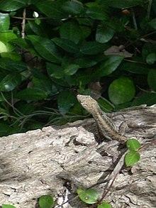 "A turtle Busks on the shore of Lake Alice March 5th 2008.jpg".jpg