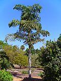 Caryota maxima 001.jpg