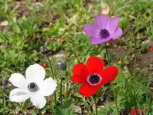 Anemones5.jpg