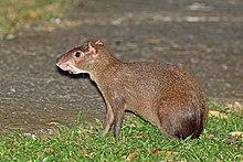 Central American agouti (Dasyprocta punctata).jpg
