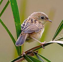 Cisticola exilis.jpg
