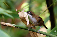 Dark-fronted Babbler.jpg