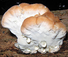 Fomitopsis spraguei 49357.jpg
