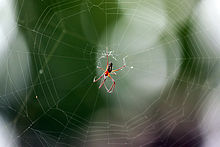 Golden silk orb-weaver spider Nephila clavipes) male.jpg