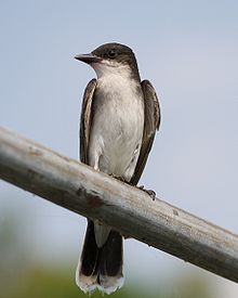Kingbird Profile.jpg