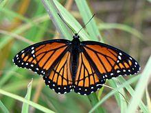 Limenitis archippus Cramer.jpg