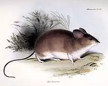 Phyllotis darwini.jpg