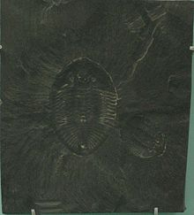 Pseudogygites sp.jpg