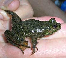 RanaCyanophlyctis2.jpg