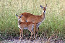 Ugandan kobs (Kobus kob thomasi) female and calf.jpg