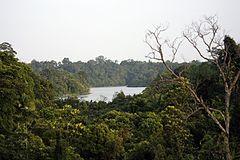 Central catchment, Singapore - Flickr - Lip Kee.jpg