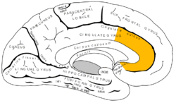 Gray727 anterior cingulate cortex.png