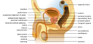 Male anatomy en.svg