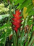 Heliconia caribaea (Heliconiaceae).jpg
