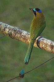 Momotus subrufescens, Gamboa, Panama.jpg