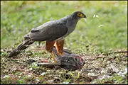 Bicoloured Hawk (Accipiter bicolor) with prey.jpg