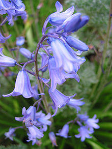 2401 Bluebells.jpg