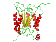 Caspase 1.png