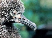 Fowlpox.jpg