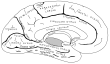 Cerebellum