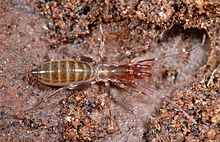 Hubbardia pentapeltis 1.jpg