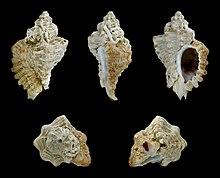 Ocenebra erinaceus 01.jpg