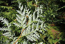 Thuja koraiensis PAN foliage 2.JPG