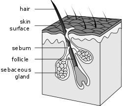 Hair follicle-en.svg