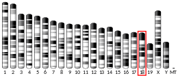 Chromosome 18 (mouse)