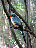 Sumatran Trogon 2.jpg