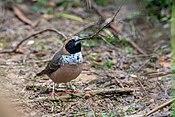 Pictorella munia taronga zoo.jpg