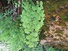 Adiantum capillus-veneris 2601.jpg