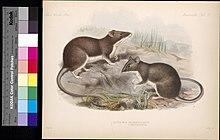 Biologia Centrali-Americana (Tab 17) BHL570902.jpg