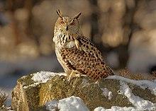 Bubo bubo 3 (Martin Mecnarowski).jpg